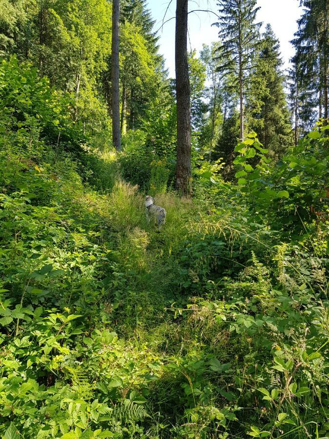 דירות Schönau im Schwarzwald Wiesenblume מראה חיצוני תמונה